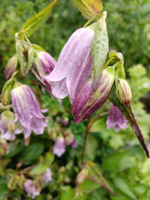 Rudbekia owłosiona naga, odętka werbena