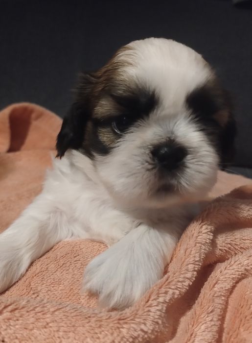 Shih-tzu piękne maluchy rodowód