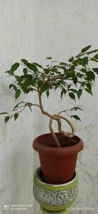 Продам бонсай - фикус вариегатный , крученный ствол, возраст 7 лет