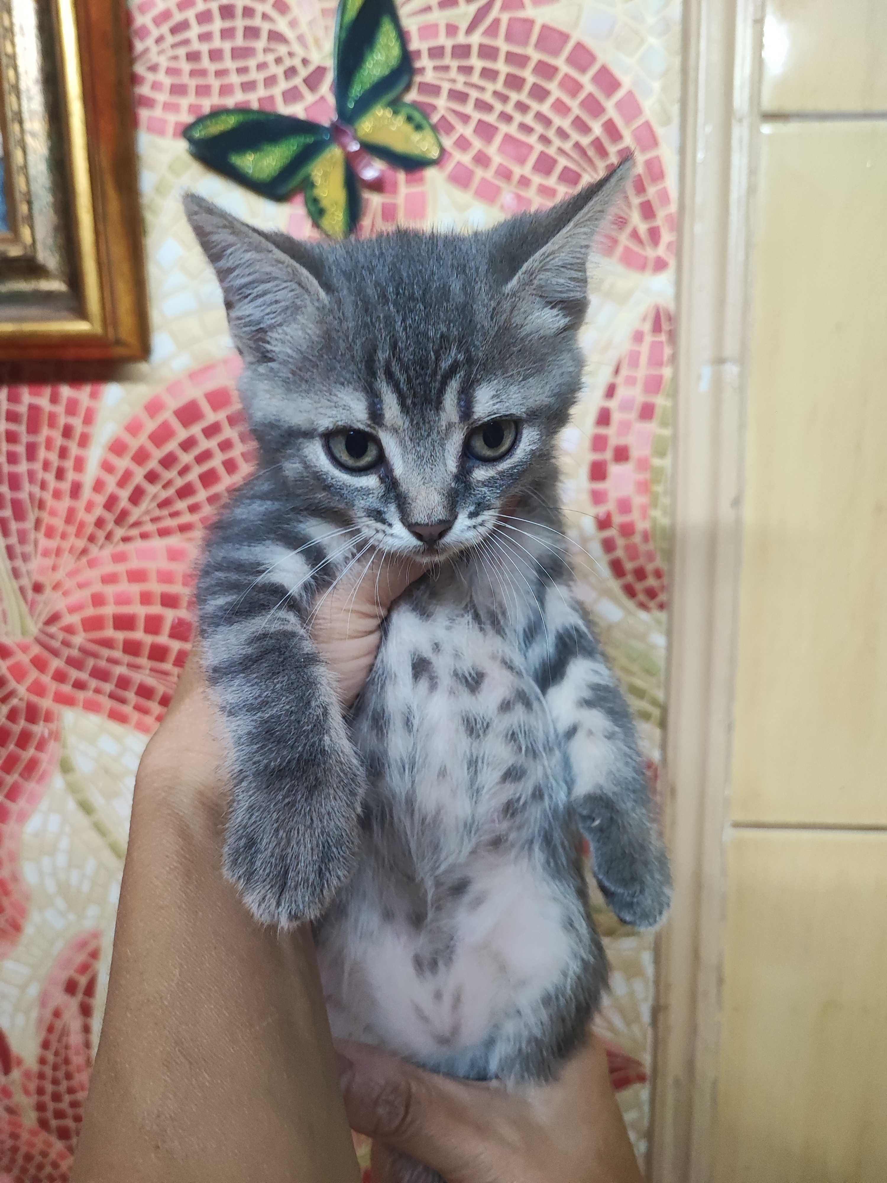 Отдам котят в добрые руки