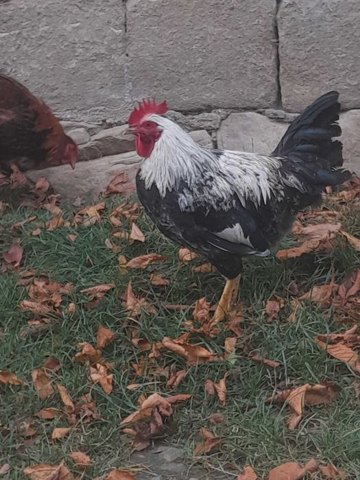 Mlode kogutki zmienia kurnik