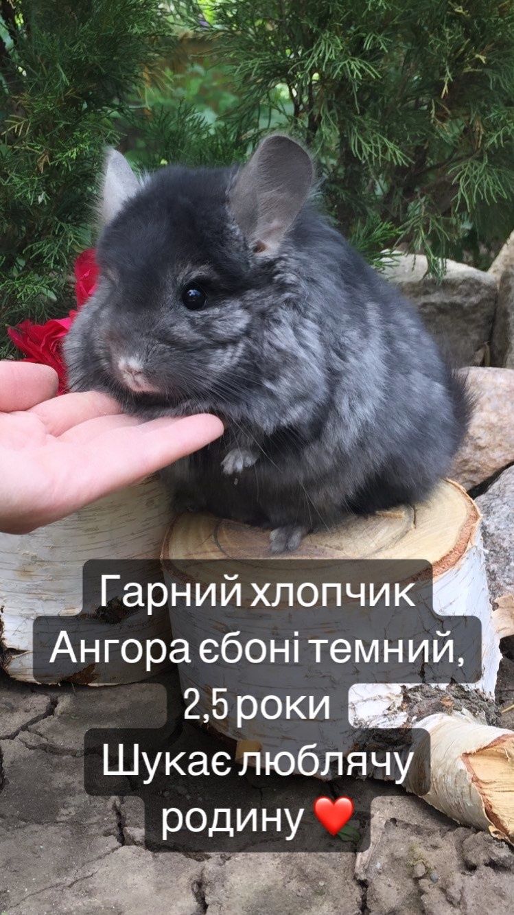 Продам шиншиллу хлопчика