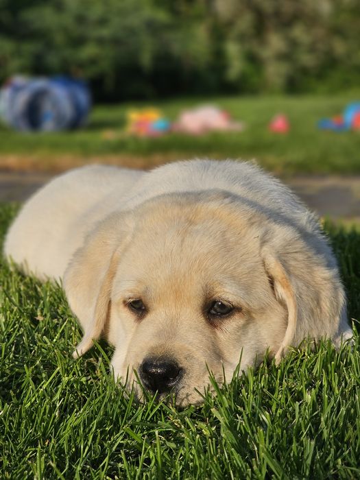 Labrador retriever suczka
