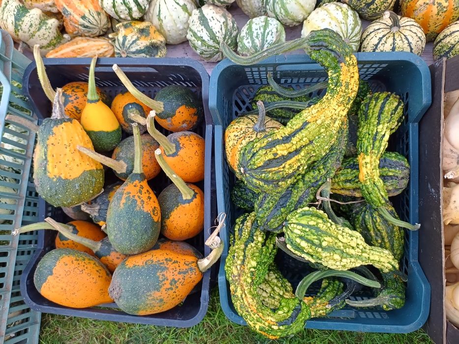 Dynie ozdobne i jadalne