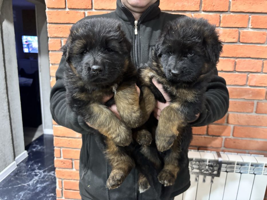 Owczarek niemiecki dlugowłosy