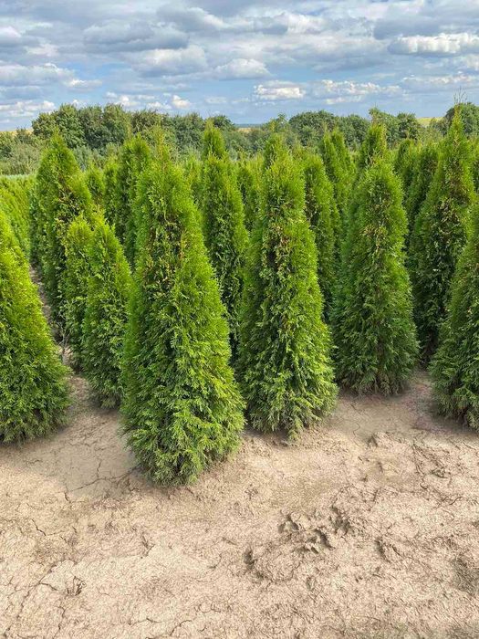 ТУЯ СМАРАГД ОТ 1,00-2,40М. від 300грн.