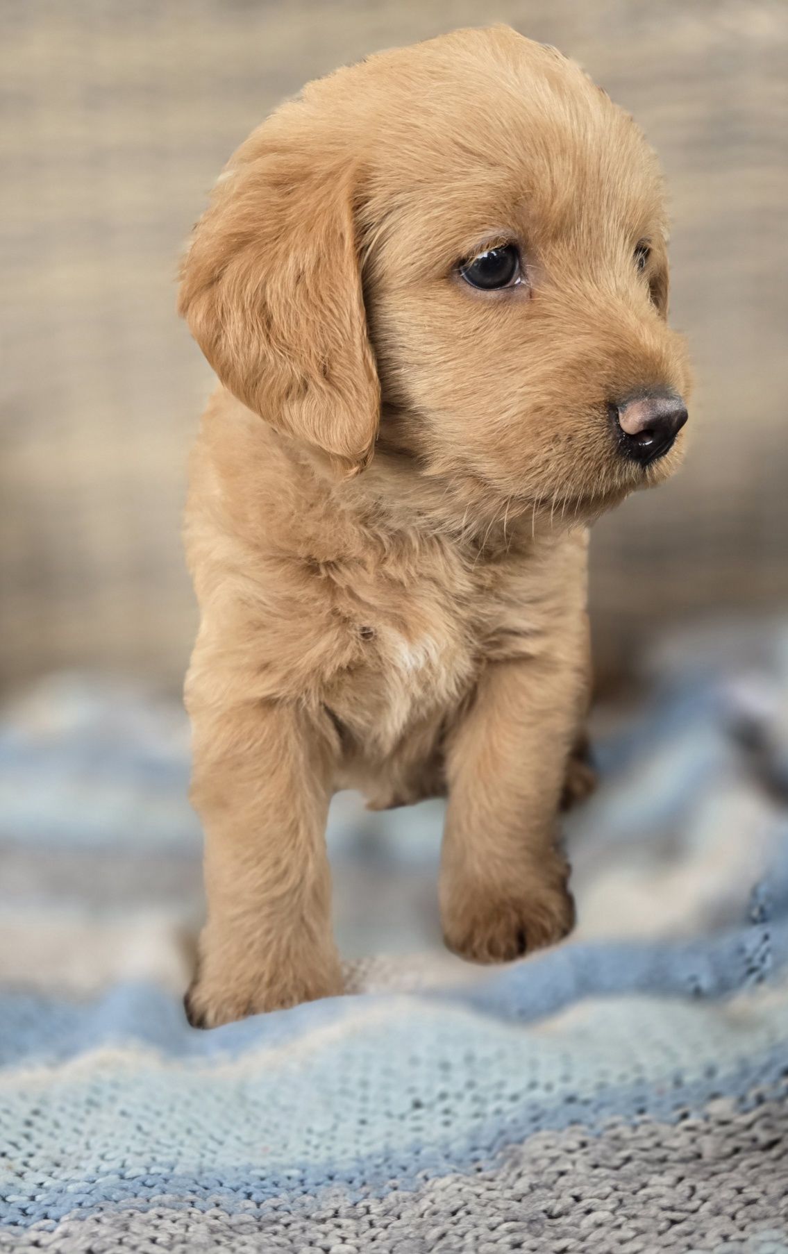 Labradoodle f1 labrador/pudel /goldendoodle