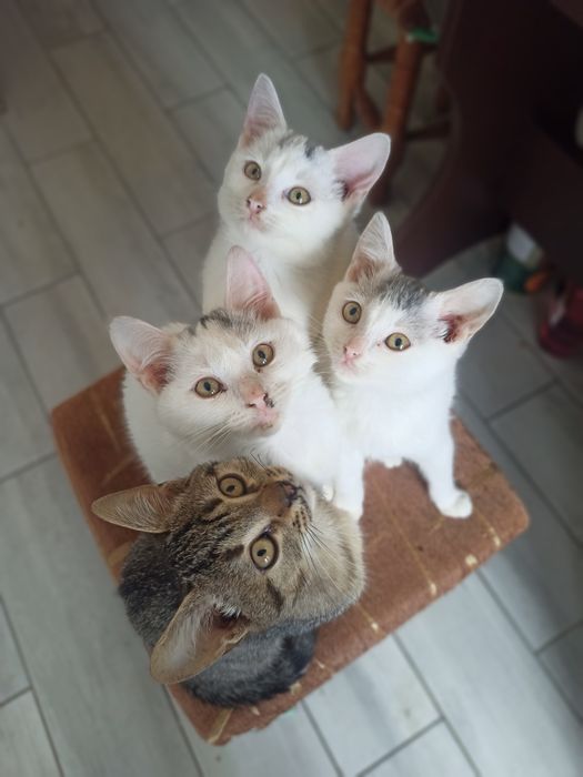 Котята добрі, грайливі.