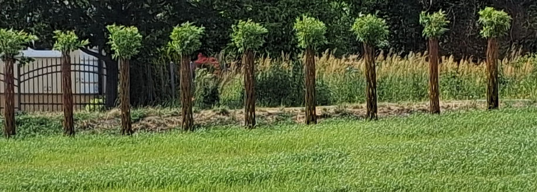 Wierzba pleciona, salix americana
