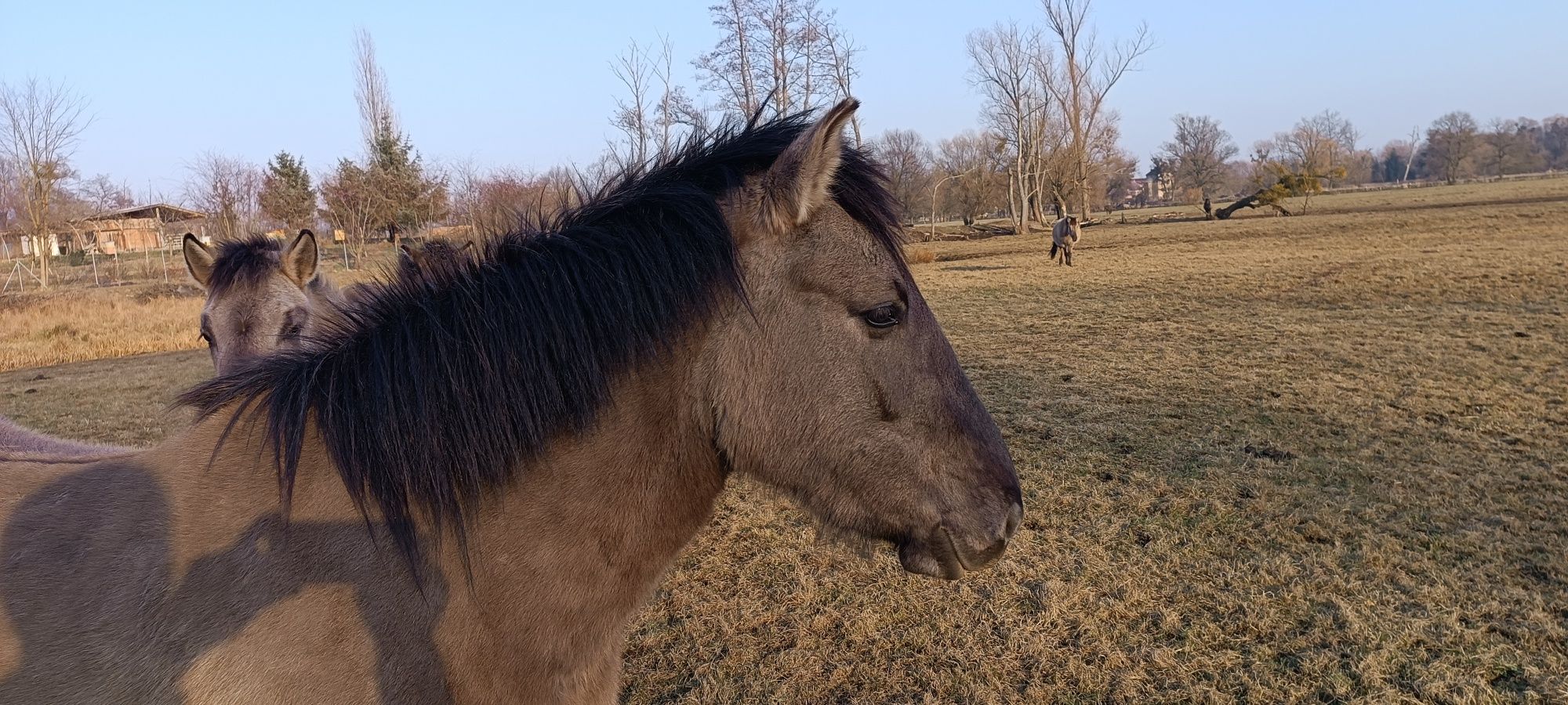 Konik polski, klacz ,źrebaki