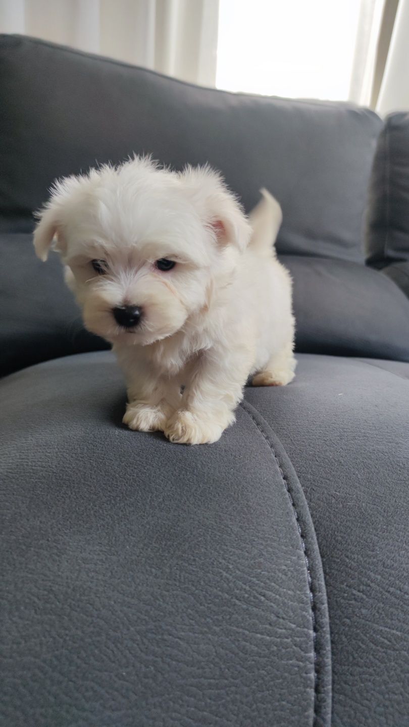 Bichon Maltês fêmea disponível