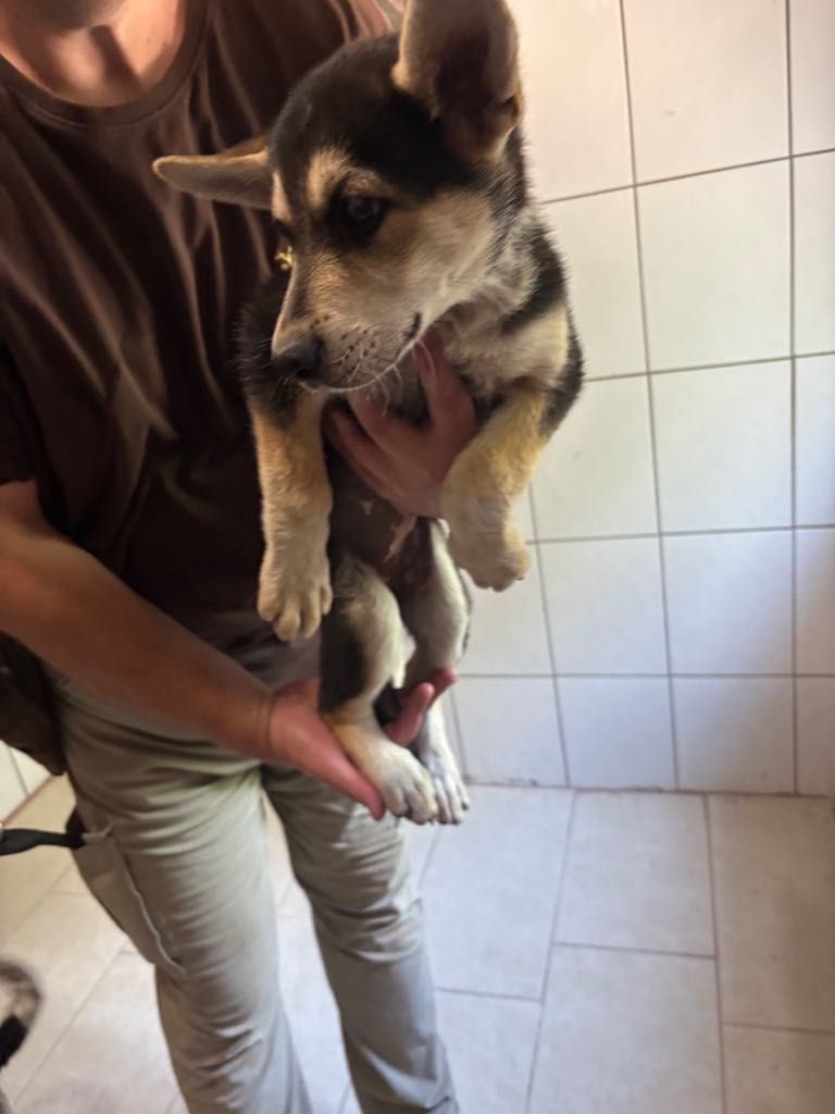 Trzy suki w typie Owczarek Niemiecki ,szukają domów.