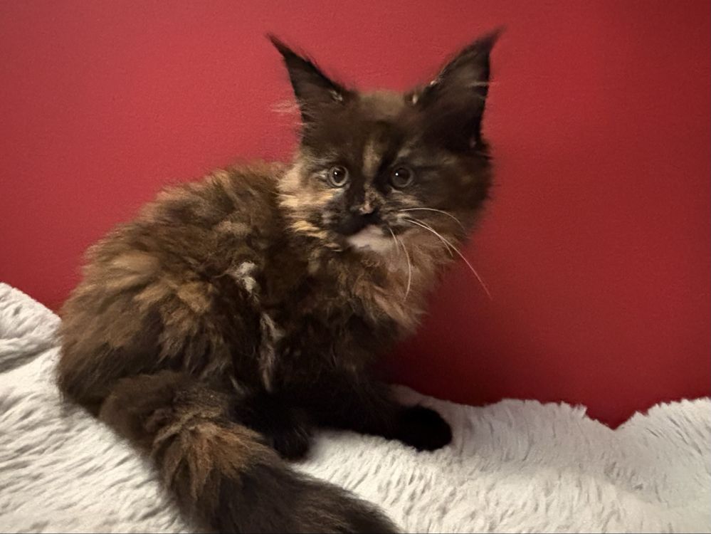 Kotka Maine coon z rodowodem FPL
