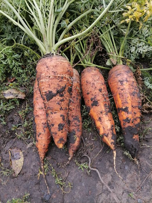 Продам моркву ..