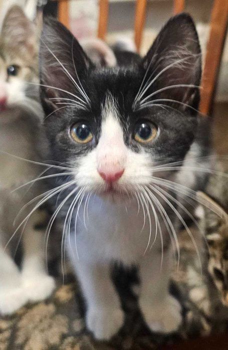 Кошенята мишолови