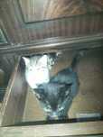 Gatinhos para adoção