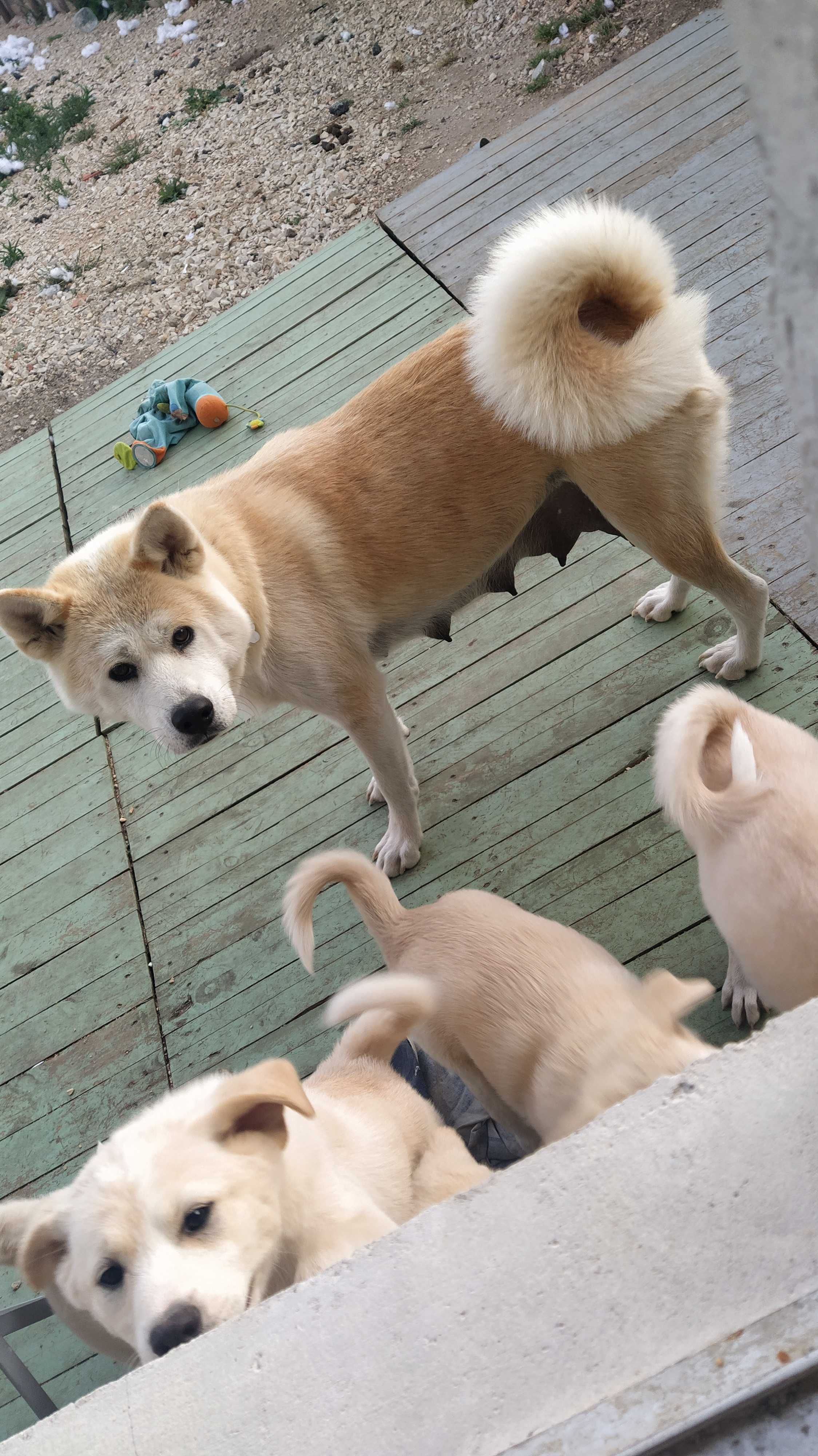 Cachorras muito refilonas