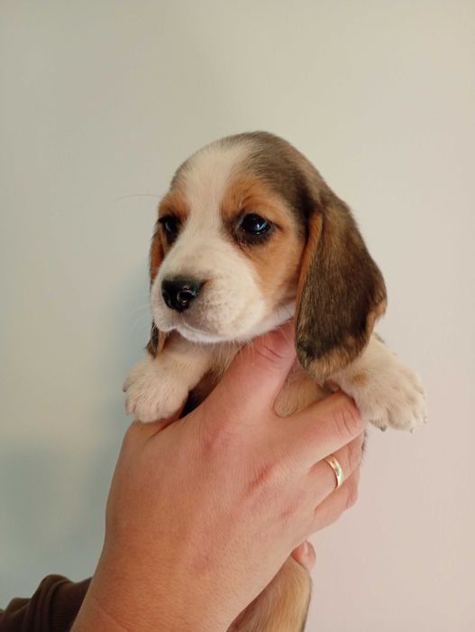 Mala beagle (Figa) szuka domu