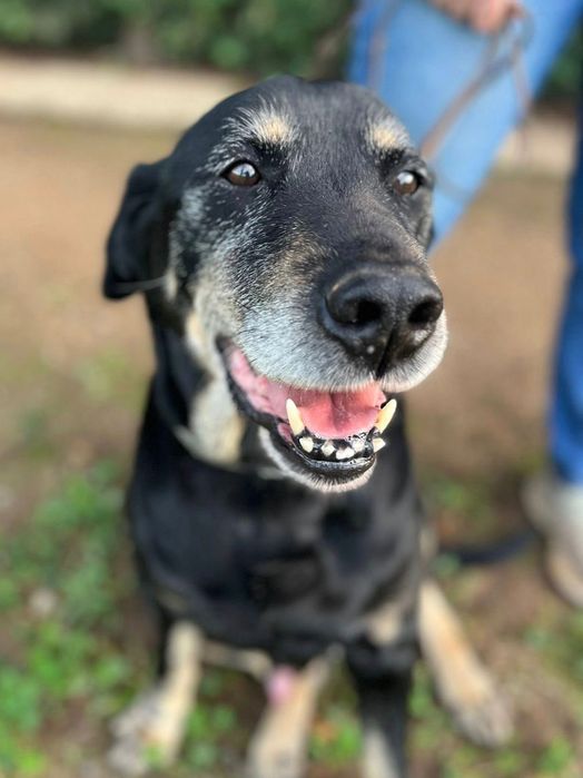 Adoção Responsável - Cão