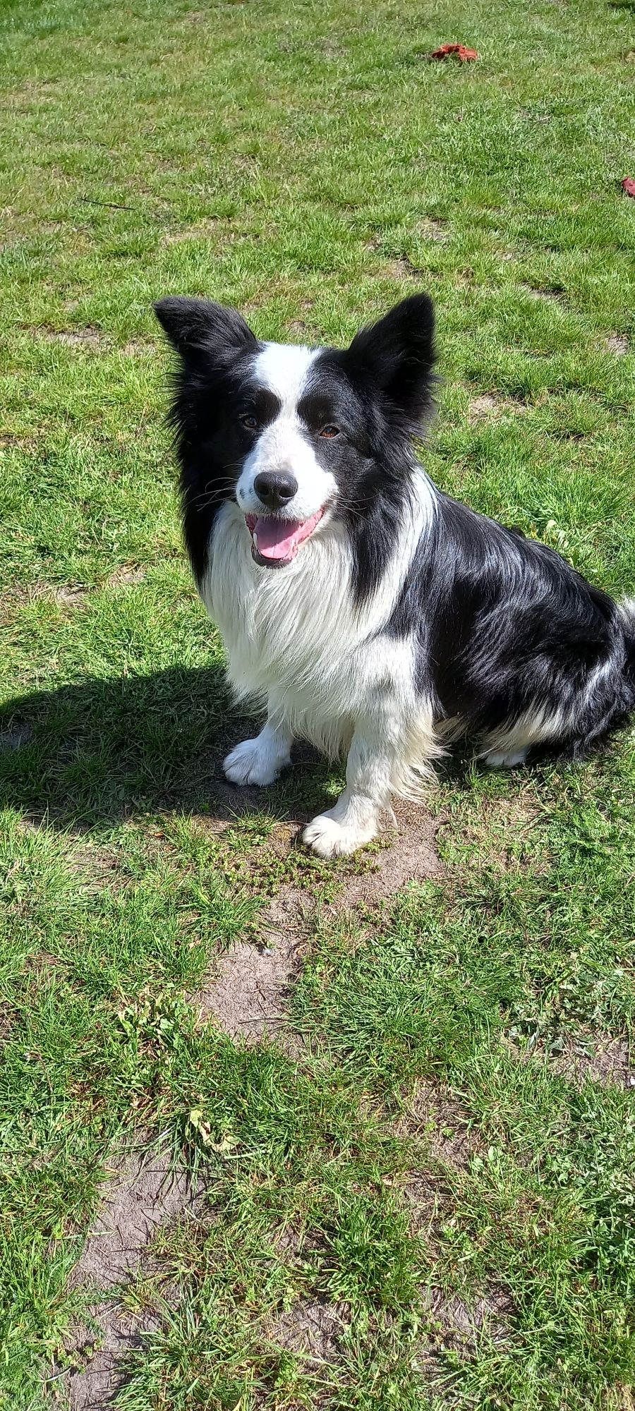 Border Collie ur. 09.06.2025 r. (Piesek)