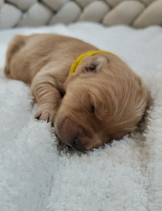 Golden Retriever ZKwP FCI ciemno złote maleństwa