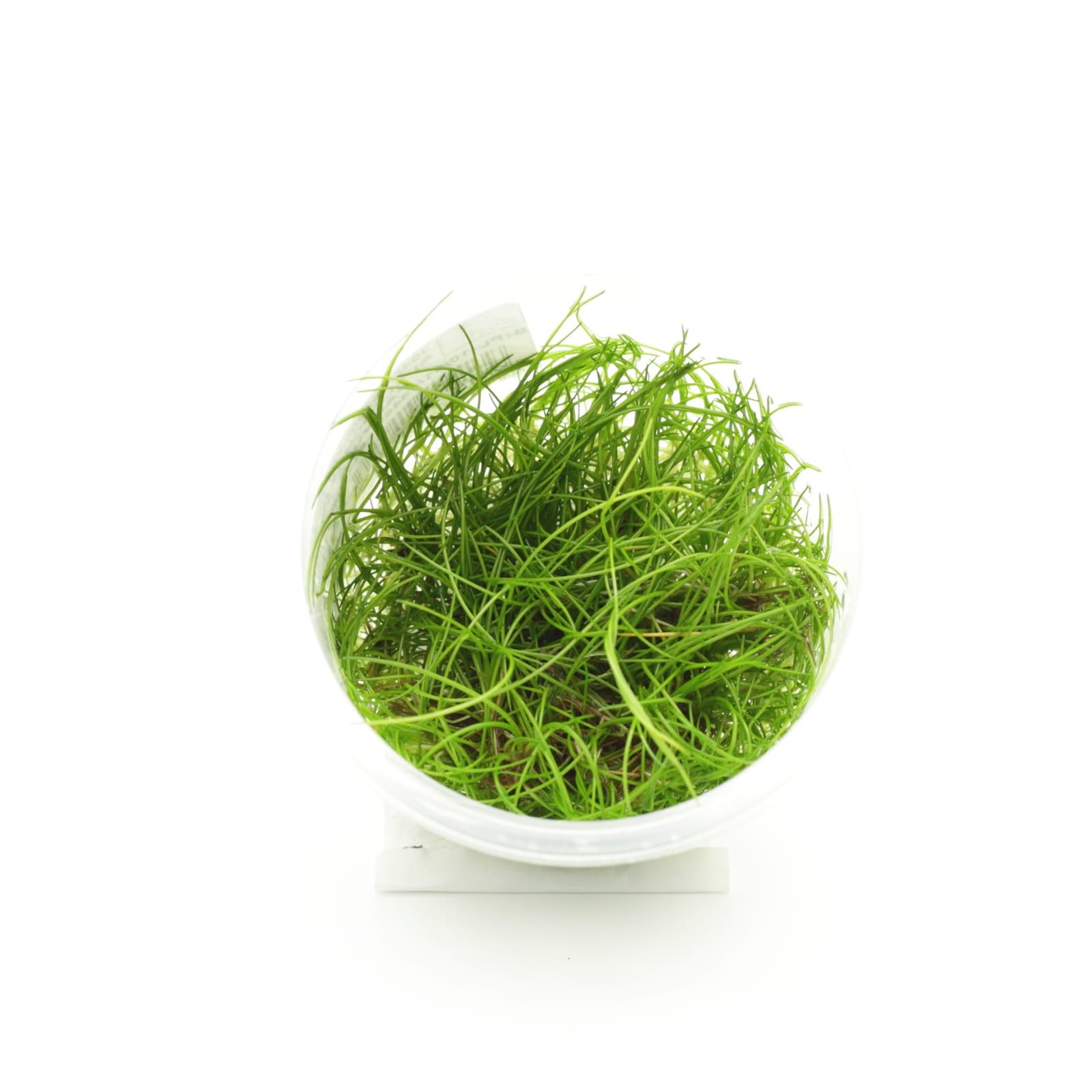 Eleocharis Parvula - In Vitro - Rośliny akwariowe prosto z plantacji