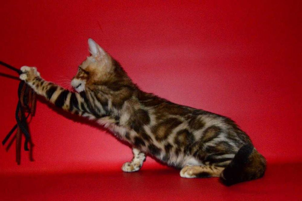 Яркий, красивый котенок. Мальчик. Документы.