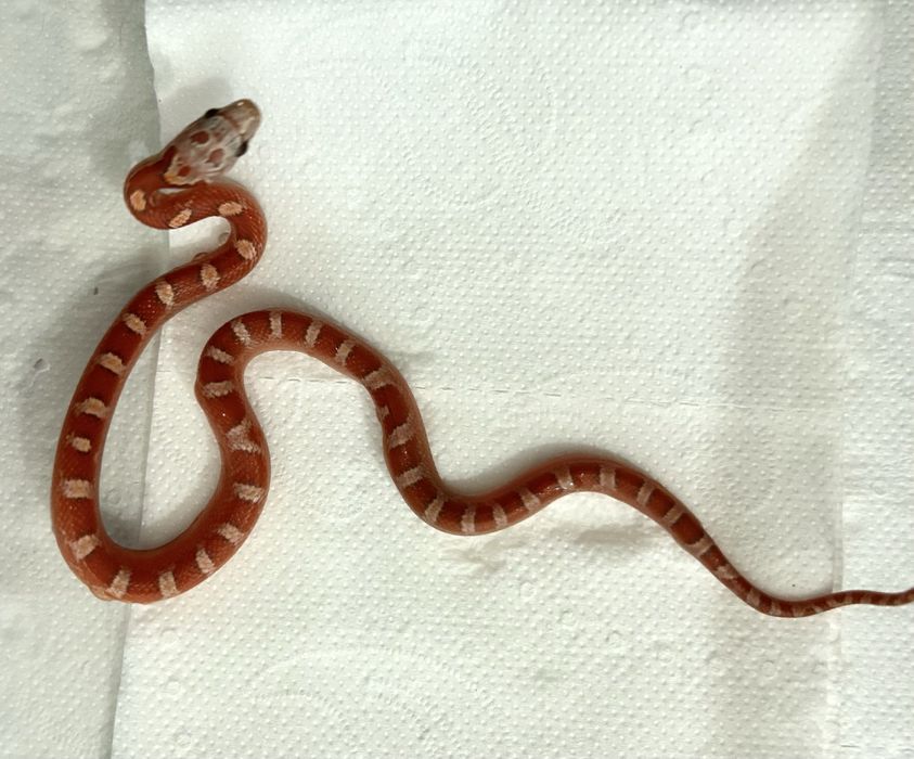 Wąż zbożowy bloodred pied maluchy / Box i akcoesoria