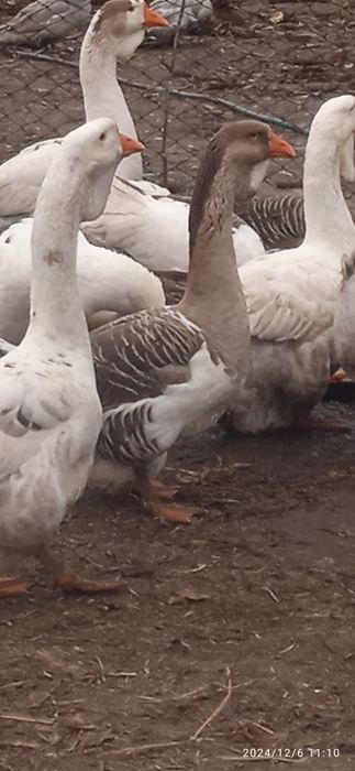 Гуси холмогори . Молоді 2024 рік.