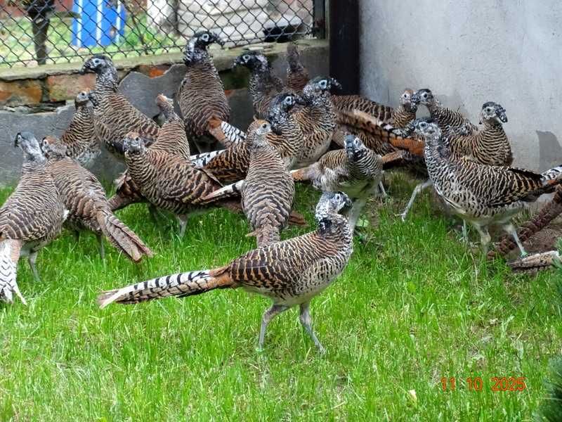 Sprzedam Bażanty Diamentowe (Bażant) z 2025r. - Wysyłam