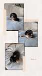 Cavalier King Charles Spaniel suczka black&tan
