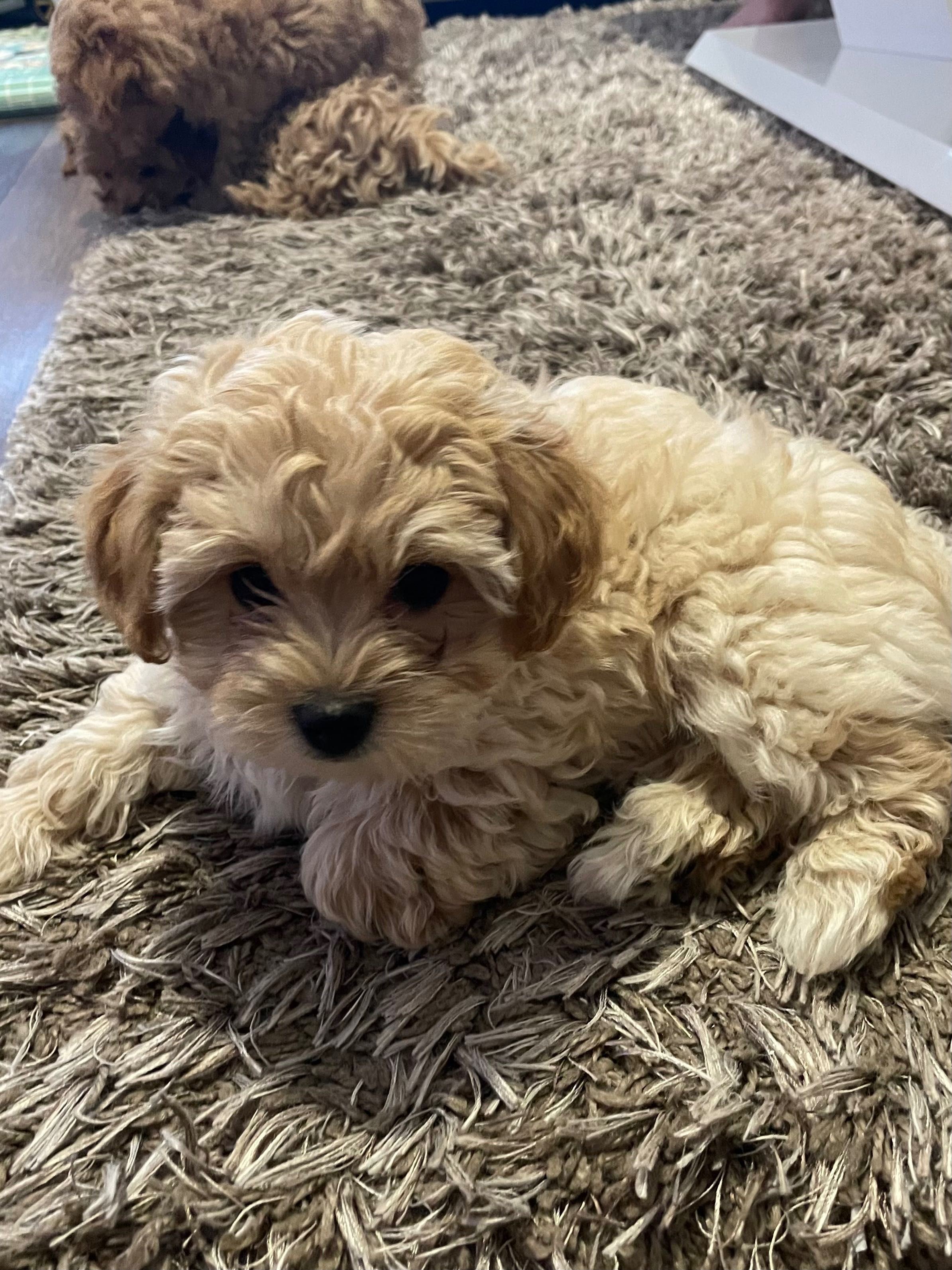 Maltipoo gotowy do zmiany domu