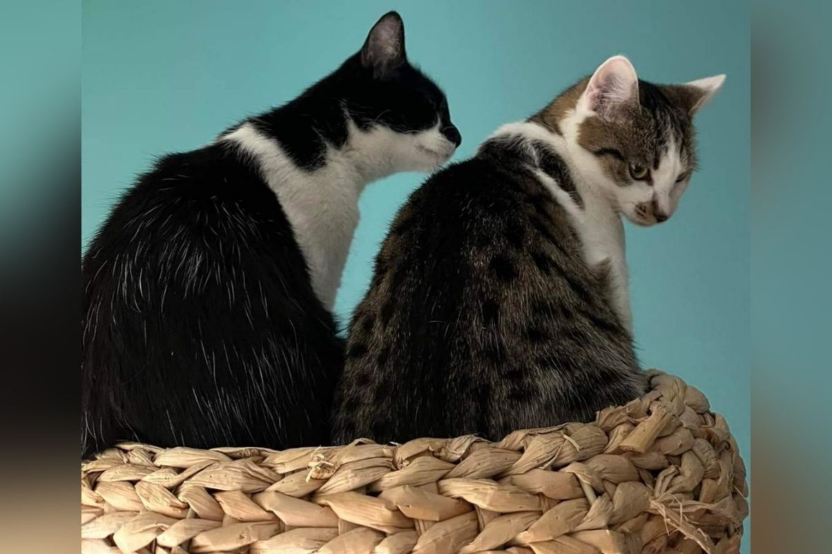 Dwie nierozłaczne kotki szukają domu