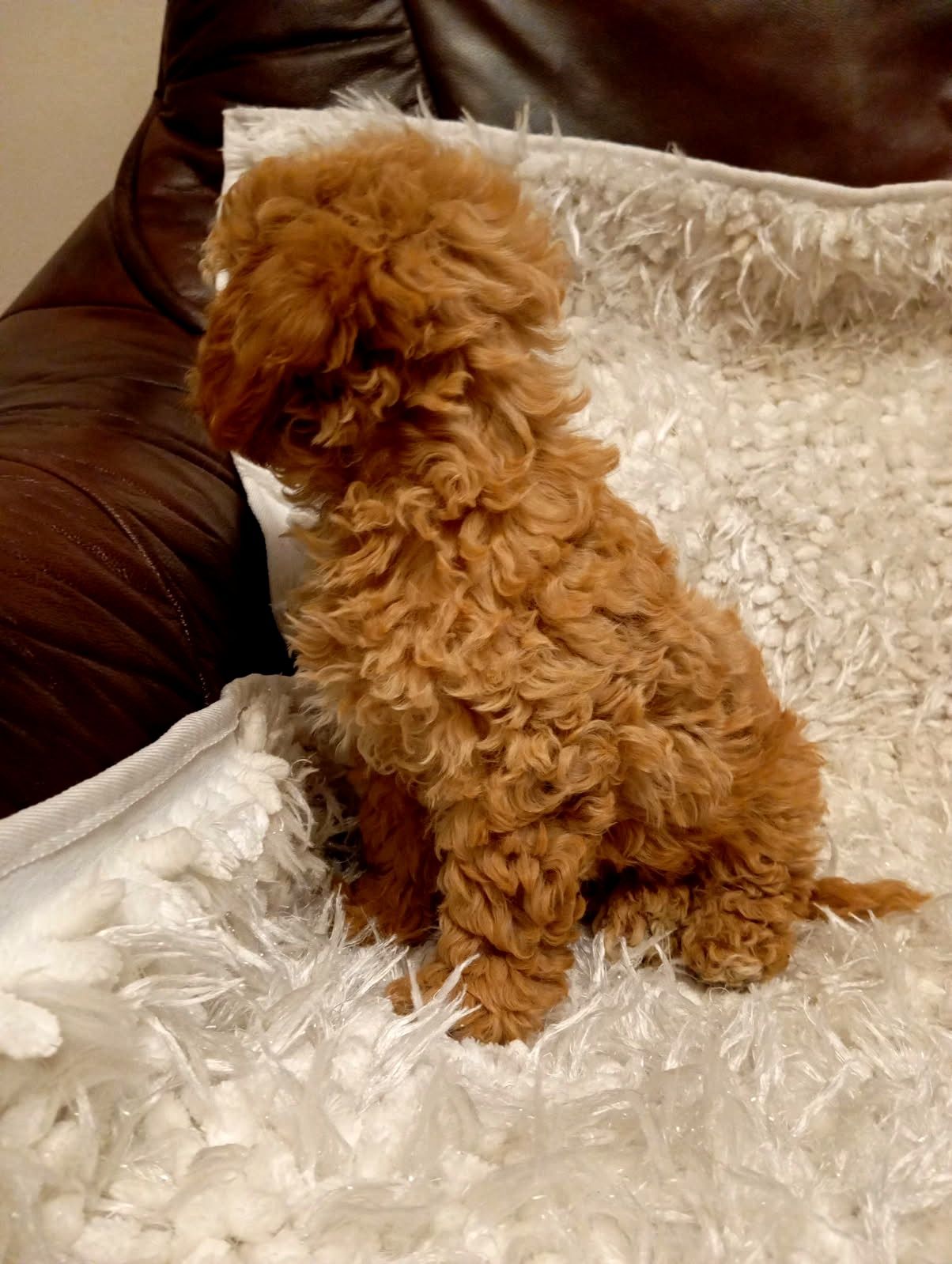 Cavapoo piękna  suczka