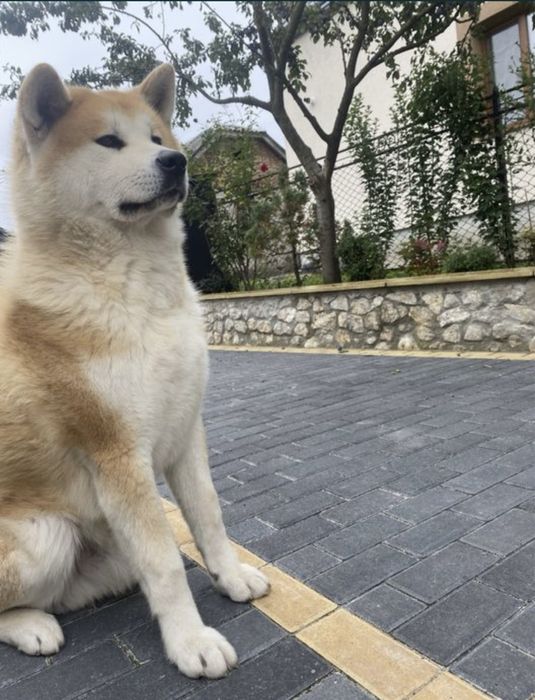 Вʼязка Акіта-іну