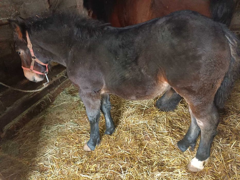 Klacz zimnokrwista PkZ