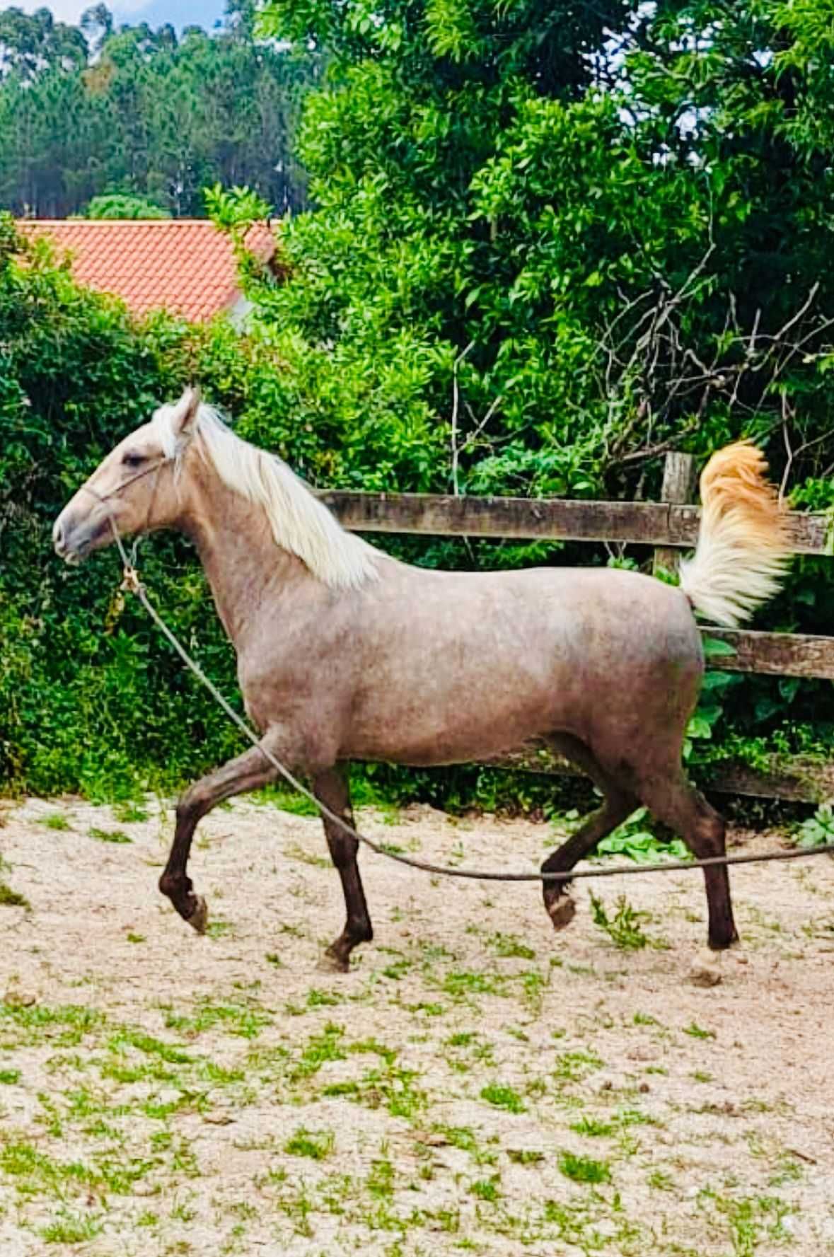 potra perla 14 meses 158cm