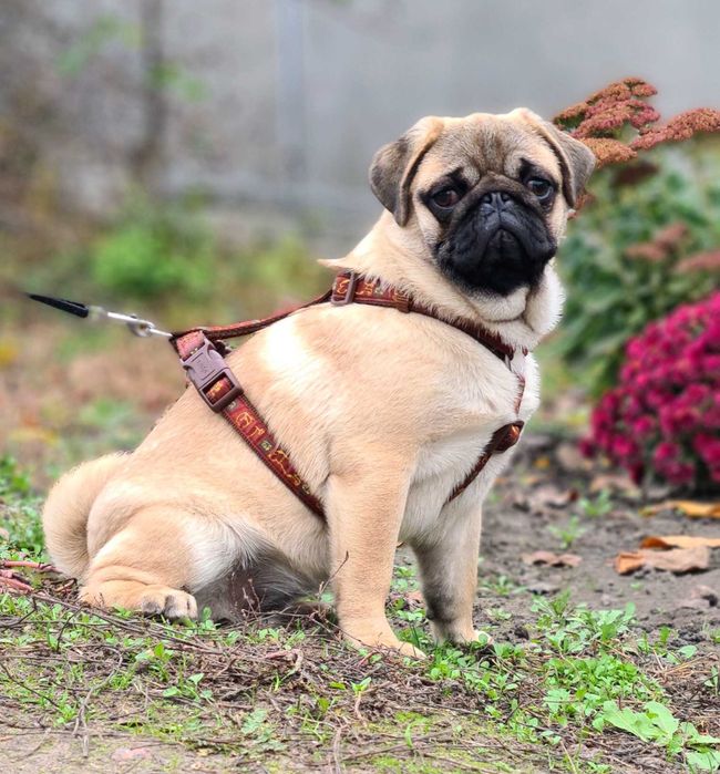 Дівчатка Мопса! Шикарні красуні!