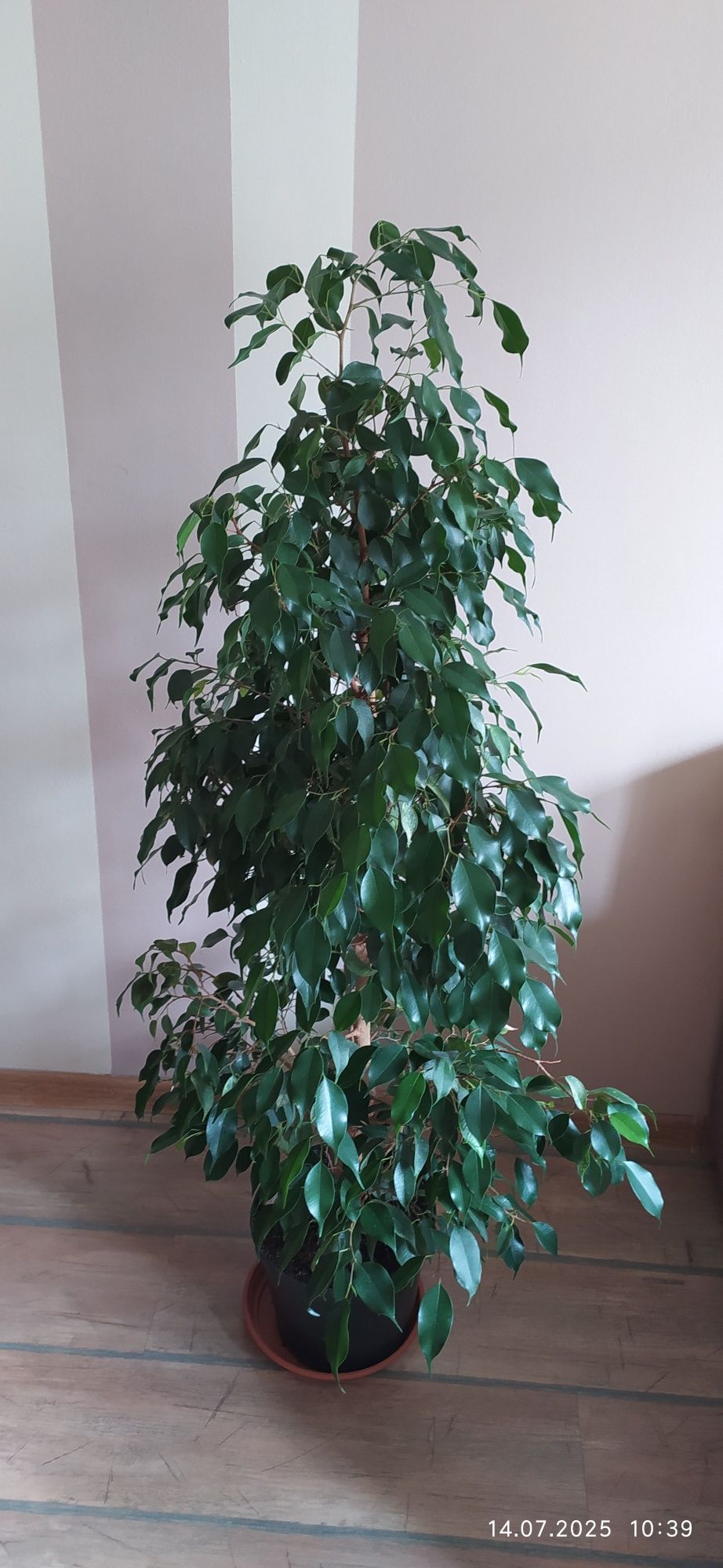 Ficus benjamin - 130 cm