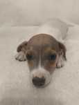 Piesek Jack Russell Terrier