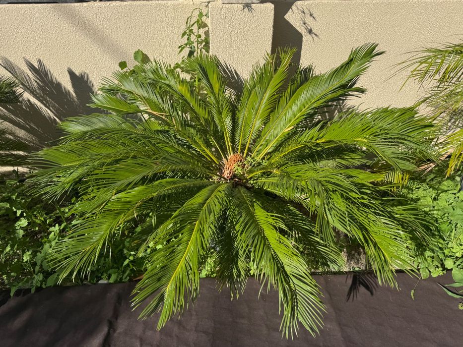 Palmeiras em vaso