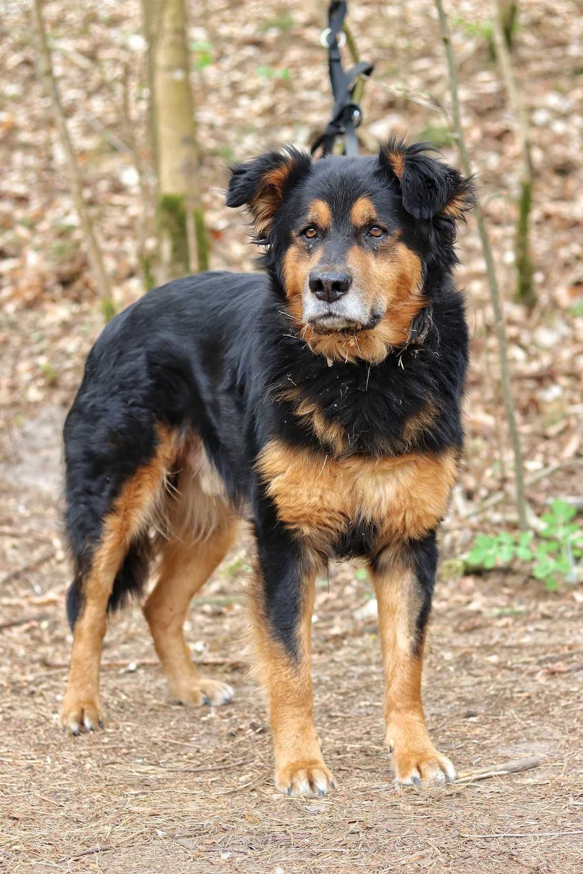 Duży, bardzo mądry, przyjazny pies do adopcji