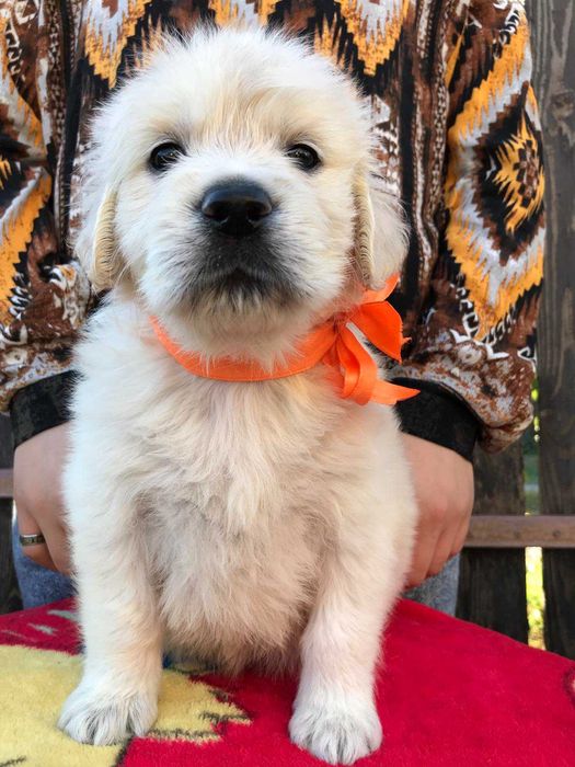 Щенок золотистого ретривера