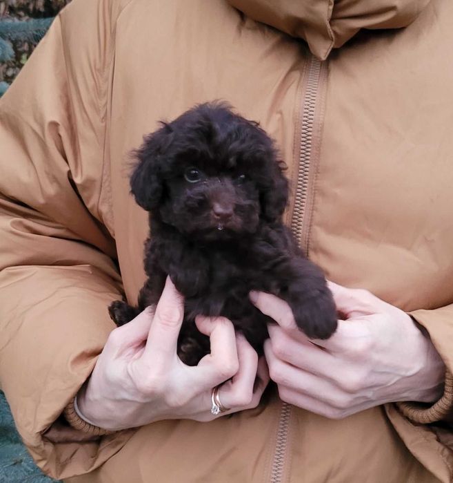 Чарівний та супер милий хлопчик коричневого Той пуделя з Києва