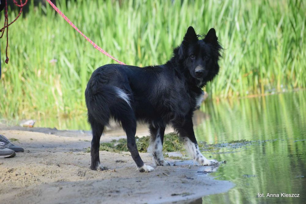 Daktyl – młody pies w typie border collie szuka aktywnego domu!