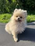 Pomeranian Szpic Minaturowy Samiec Cream Sable