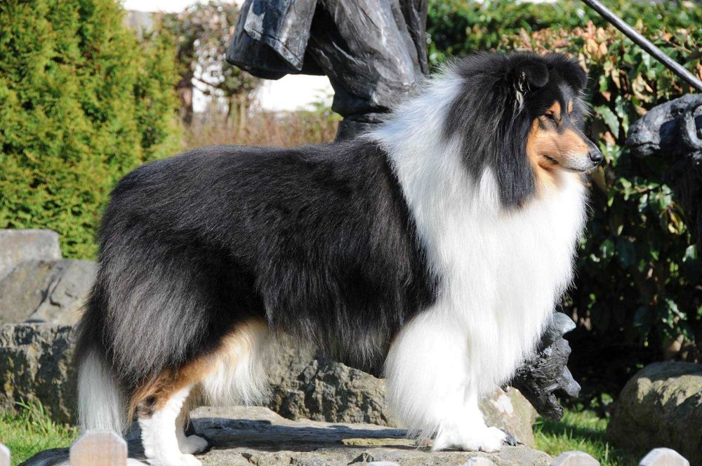 COLLIE Owczarek Szkocki długowłosy szczeniak rodowodem po Championach