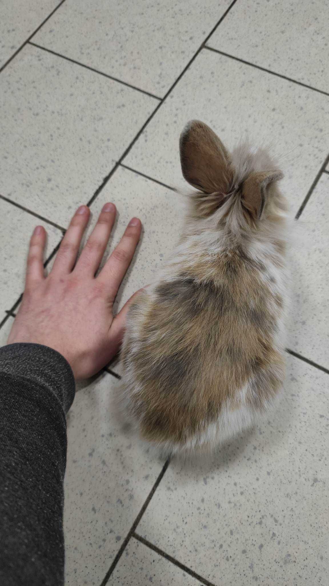 Królik karzełek Wrocław sklep zoologiczny