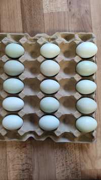 Амераукана инкубационные яйца