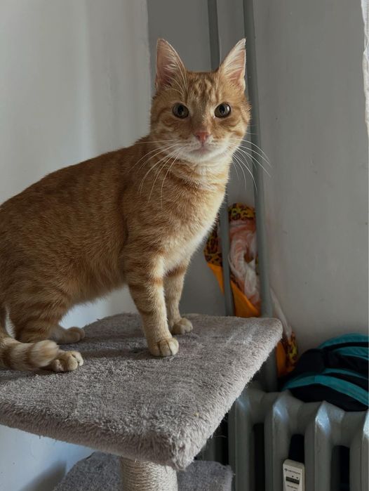 Rudy miły kotek szuka domu